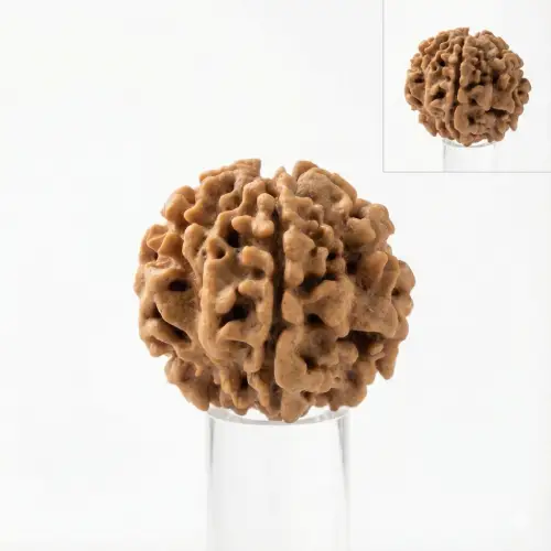 1 Mukhi Rudraksha
