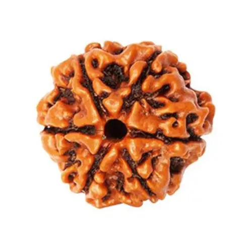 6 Mukhi Rudraksha