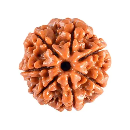7 Mukhi Rudraksha