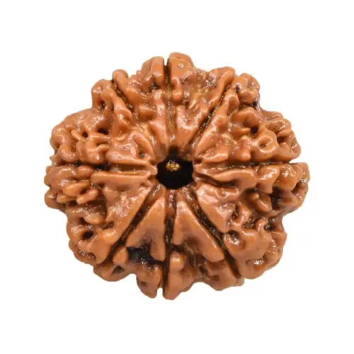 8 Mukhi Rudraksha