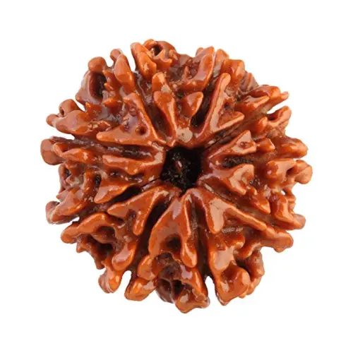 9 Mukhi Rudraksha