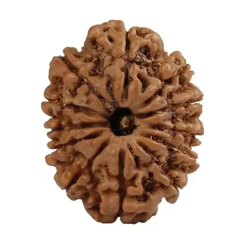 Barah Mukhi (Twelve Faces) Rudraksha