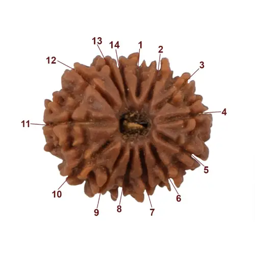 Chaudah Mukhi (Fourteen Faces) Rudraksha
